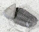 Prone Eldredgeops Trilobite With Horn Coral - New York #32449-2